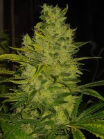 20220127_141208.jpg 20220127_141208.jpg