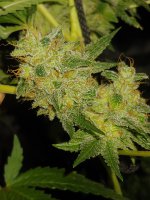 20220223_024721.jpg 20220223_024721.jpg