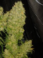 20220223_024557.jpg 20220223_024557.jpg