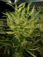 20220209_020226.jpg 20220209_020226.jpg