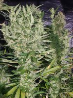 20220219_044046.jpg 20220219_044046.jpg