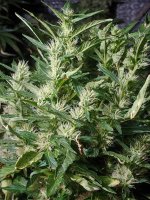 20220223_024836.jpg 20220223_024836.jpg