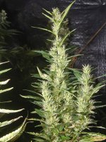 20220223_024910.jpg 20220223_024910.jpg