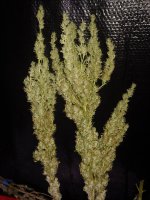 20220301_023753.jpg 20220301_023753.jpg