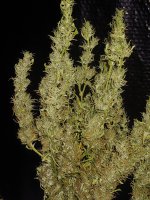 20220301_023847.jpg 20220301_023847.jpg