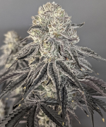 Screenshot_20220305-081400.png Screenshot_20220305-081400.png