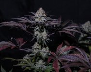 E1623704-17FA-4761-BCF6-17C25A9F1AF0.jpeg E1623704-17FA-4761-BCF6-17C25A9F1AF0.jpeg