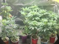 72BDDADA-9128-49AA-AAE1-4CA8F439D70E.jpeg 72BDDADA-9128-49AA-AAE1-4CA8F439D70E.jpeg