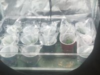 C4B84591-1D98-4309-A7C6-45E239F73EB9.jpeg C4B84591-1D98-4309-A7C6-45E239F73EB9.jpeg