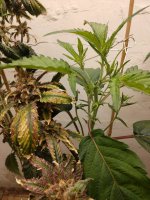 IMG_20220302_103128304.jpg IMG_20220302_103128304.jpg