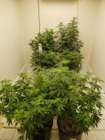 20220310_193444.jpg 20220310_193444.jpg