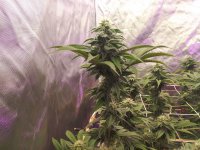 20220313_215121.jpg 20220313_215121.jpg