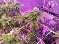 20220313_215219.jpg 20220313_215219.jpg