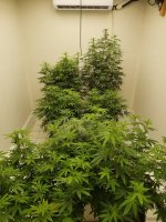 20220314_195344.jpg 20220314_195344.jpg