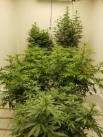 20220318_000008.jpg 20220318_000008.jpg