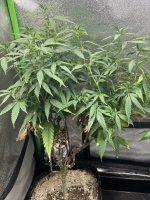 C17B567D-14FF-47C6-999A-1D0A691BAE87.jpeg C17B567D-14FF-47C6-999A-1D0A691BAE87.jpeg