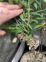 4729EBA2-D746-4FB5-BB35-D04AE58FE73E.jpeg 4729EBA2-D746-4FB5-BB35-D04AE58FE73E.jpeg