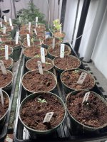 IMG_3035.JPG IMG_3035.JPG