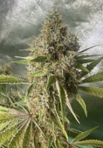 40C712D8-7F81-42CB-8297-F215D54B1400.jpeg 40C712D8-7F81-42CB-8297-F215D54B1400.jpeg