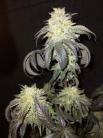 BK3,17a.jpg BK3,17a.jpg