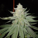 20220328_124122.jpg 20220328_124122.jpg