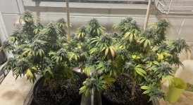 CB176467-BAB9-465D-B0DA-FBE7332CB599.jpeg CB176467-BAB9-465D-B0DA-FBE7332CB599.jpeg