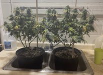 31982E49-9E65-4F76-871B-57A24746F896.jpeg 31982E49-9E65-4F76-871B-57A24746F896.jpeg