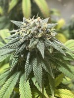 69FC6983-6B90-4DCD-AC9F-FC477321D485.jpeg 69FC6983-6B90-4DCD-AC9F-FC477321D485.jpeg