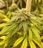 F8E13A60-E5E0-416B-9008-64AAEB05D56E.jpeg F8E13A60-E5E0-416B-9008-64AAEB05D56E.jpeg