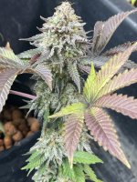 B8AF80BE-F3A3-4513-970B-2C1B43860880.jpeg B8AF80BE-F3A3-4513-970B-2C1B43860880.jpeg