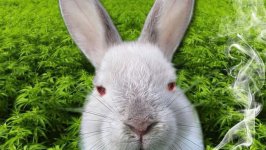 easter bunny.jpg