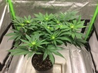 BOO - day 14.jpg BOO - day 14.jpg