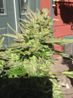 image.jpeg image.jpeg