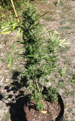 image.jpeg image.jpeg