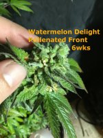 WatermelonDelight1Pollenated6wks.JPG