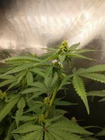 IMG_20220420_093506716.jpg IMG_20220420_093506716.jpg