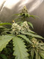 IMG_20220420_093554653.jpg IMG_20220420_093554653.jpg