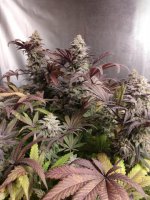 IMG_20220420_093312705.jpg IMG_20220420_093312705.jpg