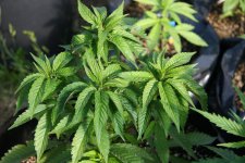 IMG_3203.JPG IMG_3203.JPG