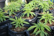 IMG_3205.JPG IMG_3205.JPG