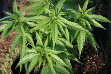 IMG_3204.JPG IMG_3204.JPG