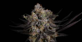 Untitled-1.png Untitled-1.png