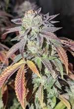 Screenshot_20220502-112420.png Screenshot_20220502-112420.png