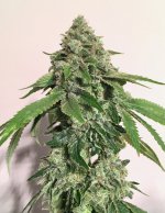 IMG_0076.jpeg IMG_0076.jpeg