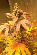 20220415_171433.jpg 20220415_171433.jpg