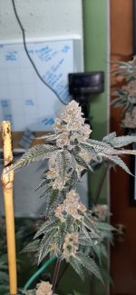 20220415_125354.jpg 20220415_125354.jpg