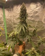 FE4928F7-60B1-4CFD-BFC9-5760A4F058DE.jpeg FE4928F7-60B1-4CFD-BFC9-5760A4F058DE.jpeg