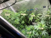 breeding tent may 6.JPG