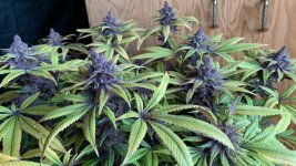 pck_mountainkush_purple_pheno_indoor_plant_finishing2_recortada_2.jpg
