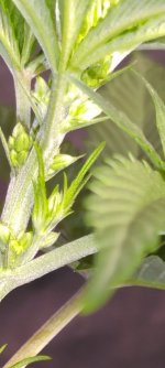 Screenshot_2022-05-17-06-22-56-355.jpg Screenshot_2022-05-17-06-22-56-355.jpg